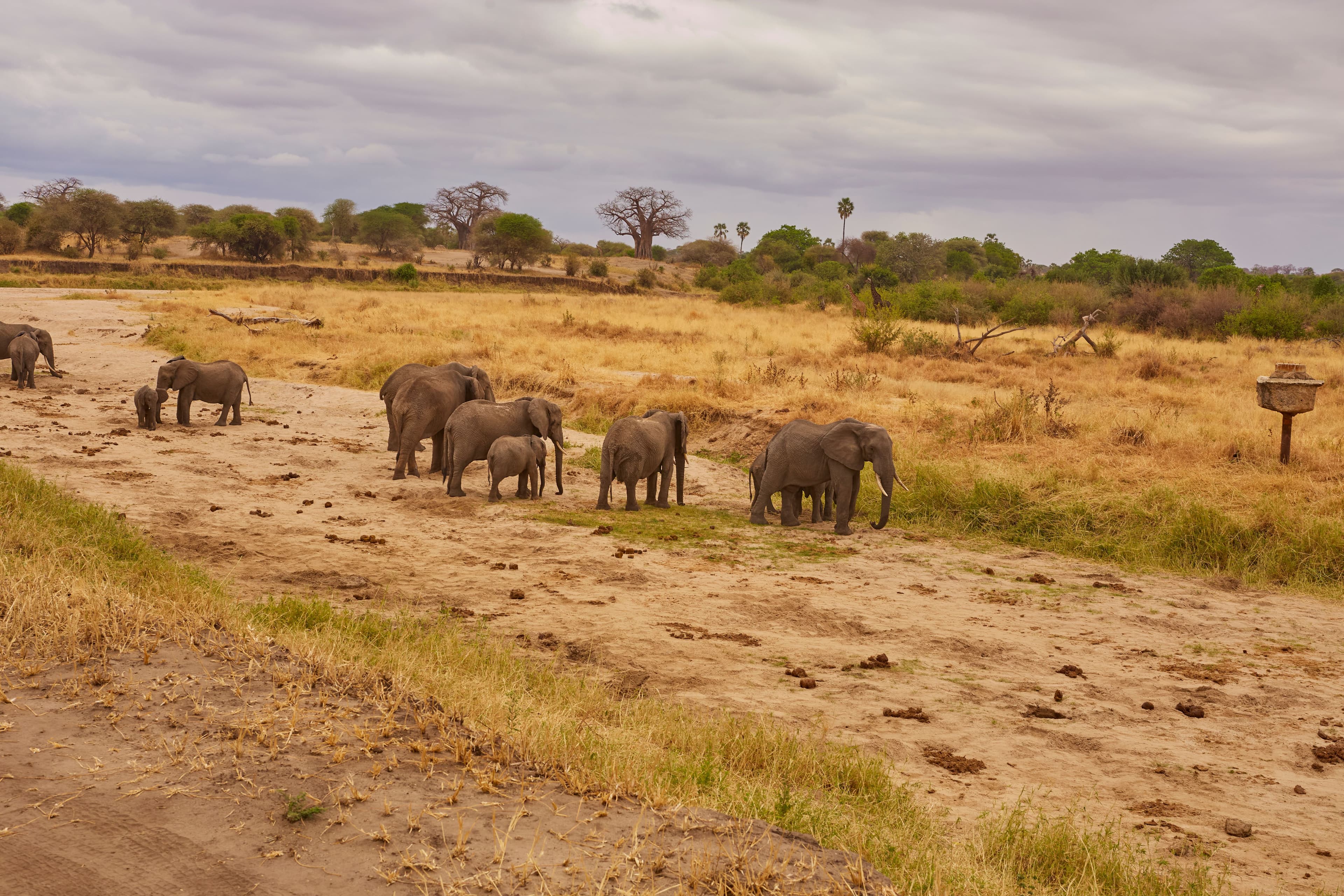 Elephants walking beneath a bright blue sky